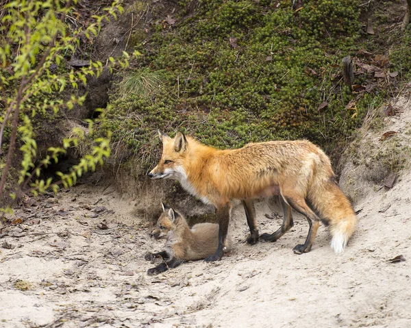 Zvířecí Matka Fox Krmí Své Lišky Lese Jeho Okolí Okolí — Stock fotografie