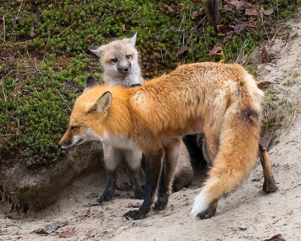 Fox Red Fox Animal Mother Feeding Its Kit Foxes Forest — Stock fotografie