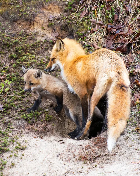 Red Fox Mãe Animal Kit Fox Close Vista Perfil Floresta — Fotografia de Stock