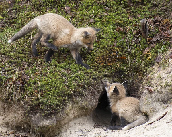 Red Fox Baby Zwierzę Zestaw Lisy Zbliżenie Profil Widok Lesie — Zdjęcie stockowe