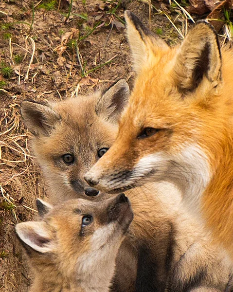Fox Red Fox Głowa Zwierzęcia Zbliżenie Profil Widok Matki Interakcji — Zdjęcie stockowe