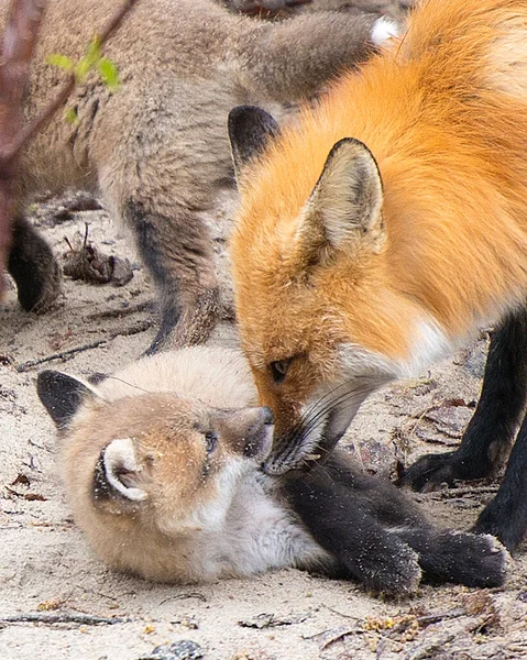 Fox Red Fox Zvířecí Matka Kit Lišky Lese Péče Své — Stock fotografie