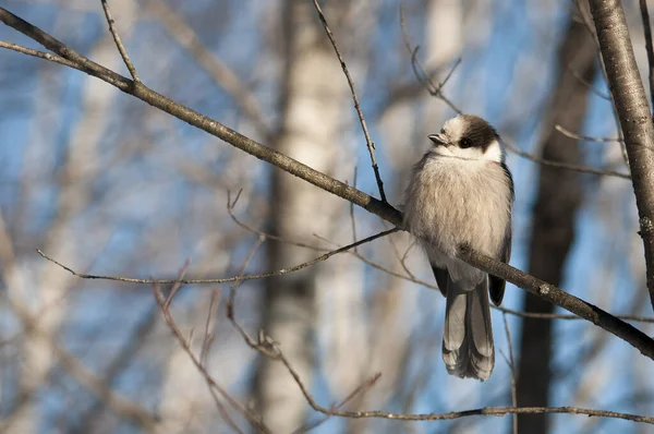 Szary Jay Ptak Zbliżenie Profil Widok Siedzący Gałęzi Drzewa Wyświetlające — Zdjęcie stockowe