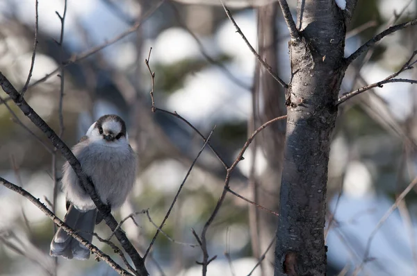 Gray Jay bird close-up profile view perched on a tree branch displaying feathers, head, eye, beak, tail, plumage with a background in its surrounding and environment in the winter season.