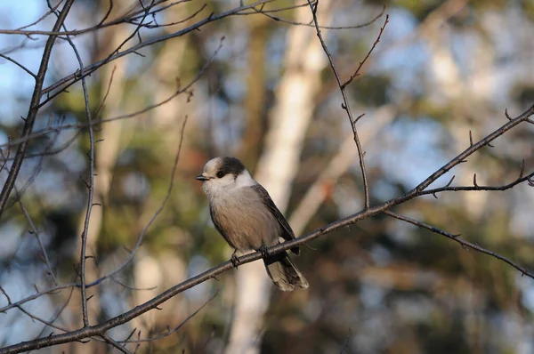 Gray Jay bird close-up profile view perched on a tree branch displaying feathers, head, eye, beak, tail, plumage with a blur background in its surrounding and environment in the winter season.