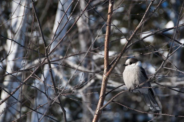 Gray Jay bird perched on a tree branch while exposing its body, head, eye, beak, tail, plumage with a  background enjoying its surrounding and environment in the winter season.