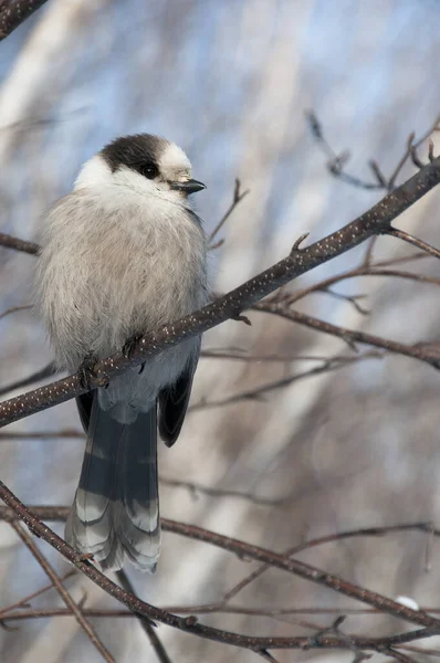 Gray Jay bird perched on a tree branch displaying feathers, head, eye, beak, tail, plumage with a background in its surrounding and environment in the winter season.