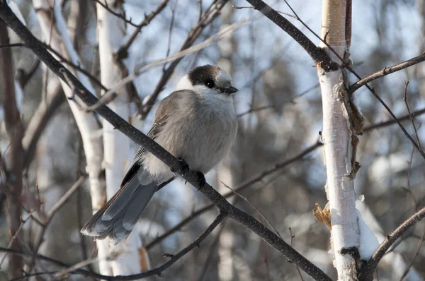 Gray Jay Vista Perfil Primer Plano Pájaro Encaramado Una Rama —  Fotos de Stock