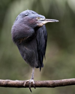Mavi balıkçıl kuşunun yakın plan kafa profili mavi tüyleri, gövdesi, gagası, başı, gözü, çevresi ve çevresi bulanık..