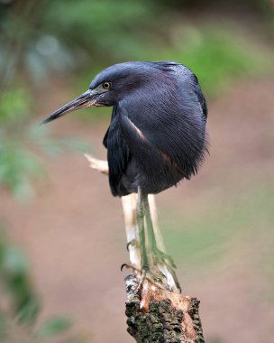 Mavi balıkçıl kuşunun yakın plan kafa profili mavi tüyleri, gövdesi, gagası, başı, gözü, çevresi ve çevresi bulanık..