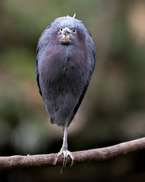 Малюк Блакитний Герон Англ Little Blue Heron Зображає Блакитне Пір — стокове фото