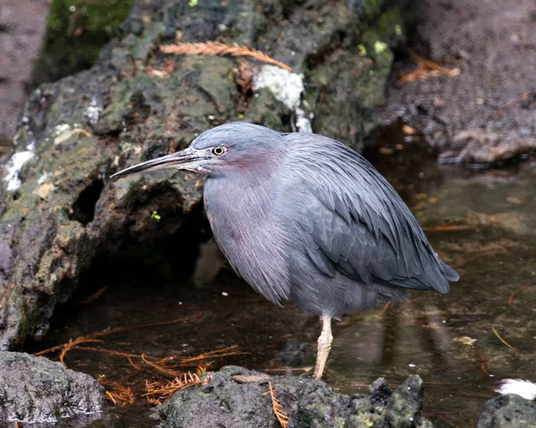 Little Blue Heron Ptak Zbliżenie Głowy Profil Widok Wyświetlający Niebieskie — Zdjęcie stockowe