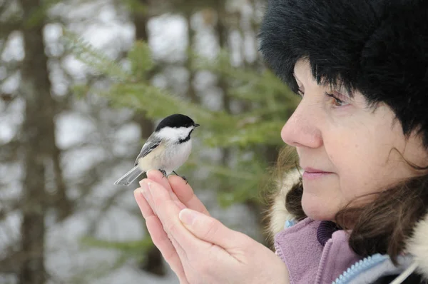 Chickadee on hand with beautiful woman. Chickadee and Woman Love For Birds. Chickadee conversing and interacting with a human in nature on praying hands. Chickadee bird perched on hands. Bird and human black-capped hat. Beautiful Woman and Chickadee.
