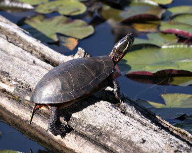 Su nilüferinin arka planında boyalı kaplumbağa profili görünümü, kaplumbağa kabuğu, bacakları, başı, patileri, yaşam alanı ve çevresindeki kuyruğu gösteriyor..