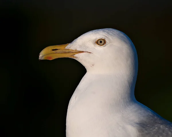 Seagull head close-up profile view with a blur background in its habitat and environment, looking to the left side. Image. Picture. Portrait.