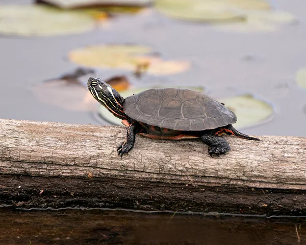 Painted turtle close-up profile view on on log with water lily pad background, displaying turtle shell, legs, head, paws, tail in its habitat and environment, looking to the left side.
