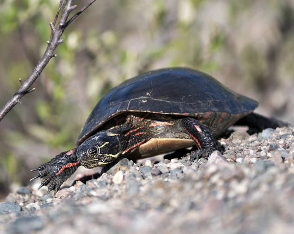 Painted turtle close-up profile view on gravel, displaying turtle shell, legs, head in its habitat and environment.