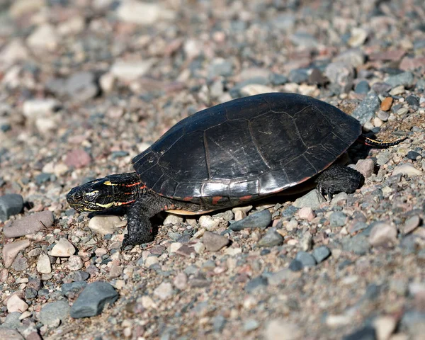 Çakıl Taşlarında Boyalı Kaplumbağa Profili Görünümü Kaplumbağa Kabuğu Bacakları Kafası — Stok fotoğraf