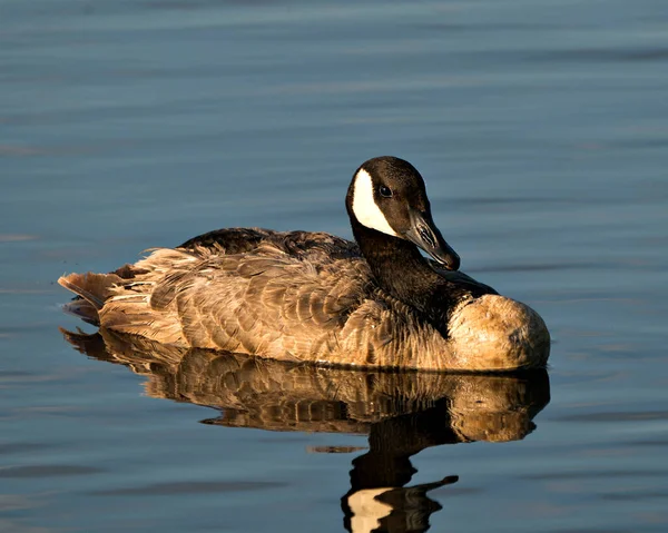 Canadian Geese Close Profile View Swimming Water Its Habitat Environment — Stock Photo, Image