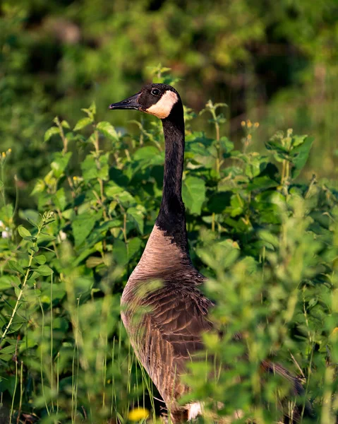 Canadian Geese head close-up profile view with a green blur background in its habitat and environment. Canadian Geese photo stock. Image. Portrait. Picture.