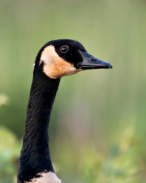 Canadian Geese head close-up profile view with a blur green background  in its habitat and environment, looking to the right side. Canadian Geese photo stock. Image. Portrait. Picture.