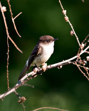 Kuzey Pürüzlü Kırlangıç profil görüntüsü, bir dalın üzerine tüy tüyü serpiştirerek yeşil bulanık bir arka plan ile sağ tarafa bakıyor. Kuzey Kaba Kırlangıç fotoğraf stoku. Görüntü. Portre. Resim.