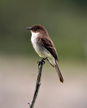 Kuzey Sert Kanatlı Kırlangıç profil görüntüsü, bir dal üzerine tüy tüyü serpiştirilmiş, çevresindeki bulanık bir arka plan, sağ tarafa bakıyor. Kuzey Kaba Kırlangıç fotoğraf stoku. Görüntü. Portre. Resim.