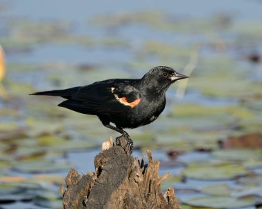Kırmızı kanatlı Kara Kuş, bulanık su arka planına tüy tüyünü doğal ortamında ve ortamında gösteren bir kütüğe tünemişti. Kırmızı kanatlı Black Bird stok fotoğrafları. Görüntü. Görüntü. Portre.
