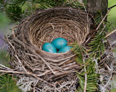 Robin kuş yuvası, ormandaki bir ladin ağacında mavi yeşil yumurtalarla çevrelerinde ve habitatlarında. Robin Bird 'ün stok fotoğrafları. Görüntü. Görüntü. Portre. 
