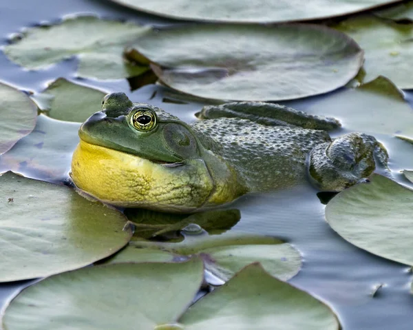Βάτραχος Κάθεται Ένα Φύλλο Νούφαρο Στο Νερό Εμφανίζοντας Πράσινο Σώμα — Φωτογραφία Αρχείου