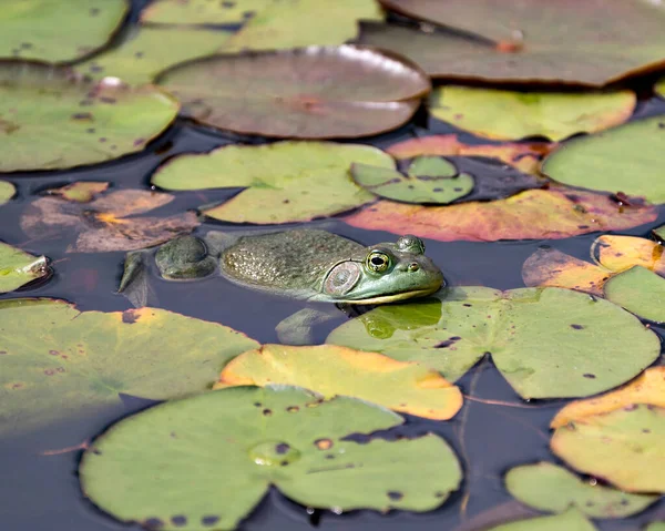 カエルは 水の中の睡蓮の葉の上に緑の体 その環境と周囲の目を表示座っている カエルの写真ストック 写真だ 肖像画 — ストック写真