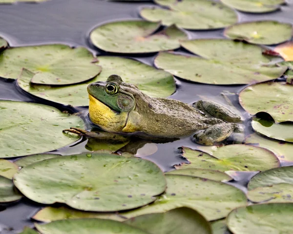 Kikker Zittend Een Waterlelie Blad Het Water Met Groen Lichaam — Stockfoto