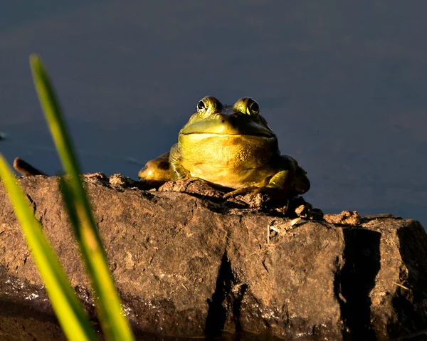 青蛙坐在水边的岩石上 看着相机 脸上带着滑稽的表情 在它的环境和栖息地中展示着绿色的身体 青蛙的照片库存 肖像画 — 图库照片