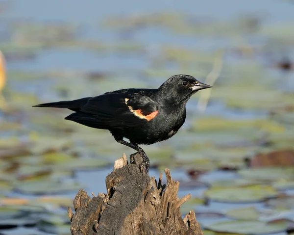 Red Winged Black Bird perched on a stump with blur water background displaying black feather plumage in its habitat and environment. Red Winged Black Bird stock photos. Image. Picture. Portrait.