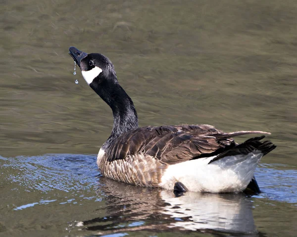 Kanadische Gänse Aus Nächster Nähe Die Ihrem Lebensraum Und Ihrer — Stockfoto