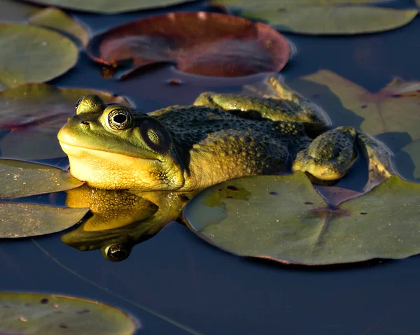 カエルの反射と水の中の睡蓮の葉の上に座って 緑の体 その環境や生息地で目を表示し 左側を見て — ストック写真