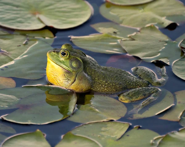 Kikker Zittend Een Waterlelie Blad Het Water Met Groen Lichaam — Stockfoto