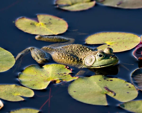 Žába Sedící Vodním Leknínu Vodě Zeleným Tělem Hlavou Nohama Okem — Stock fotografie