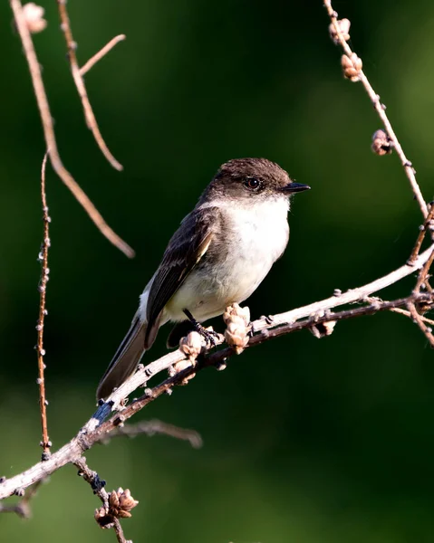 Northern Hrubé Křídla Vlaštovky Zblízka Profil Pohled Usazený Větvi Zobrazující — Stock fotografie