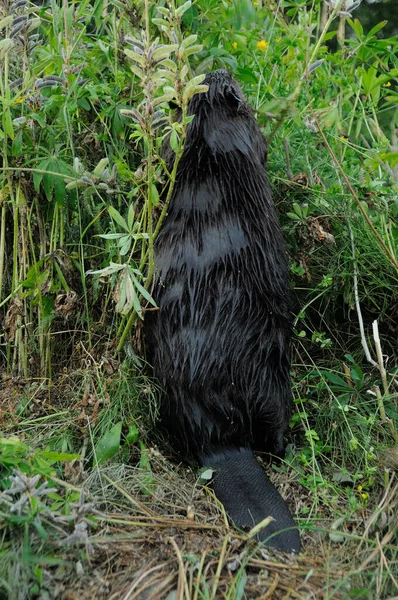 Visão Traseira Perfil Castor Close Floresta Comendo Folhagem Exibindo Casaco — Fotografia de Stock