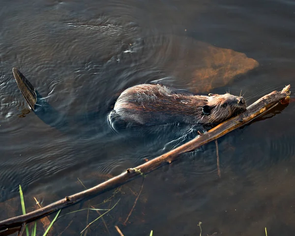 Pohled Zblízka Profilu Bobra Který Nese Větev Tlamě Aby Vybudoval — Stock fotografie