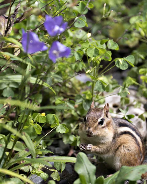 Streifenhörnchen Nahaufnahme Profil Ansicht Seiner Umgebung Und Lebensraum Mit Wildblumen — Stockfoto