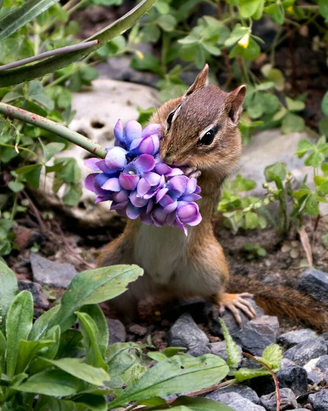 Streifenhörnchen Nahaufnahme Profil Ansicht Spielen Und Riechen Eine Blume Ihrer — Stockfoto