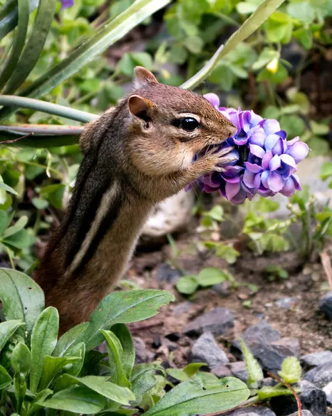 花栗鼠特写侧视图在它的环境和栖息地 用野花 岩石和树叶背景和前景 展示头部 玩耍和闻到花朵的味道 — 图库照片