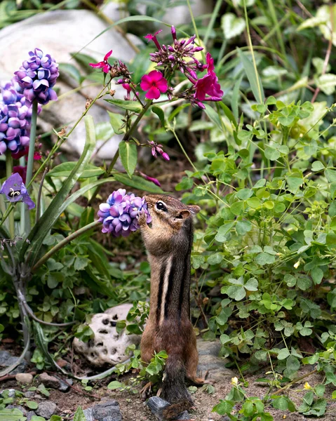 Streifenhörnchen Nahaufnahme Profil Ansicht Riecht Eine Wildblume Zeigt Körper Kopf — Stockfoto