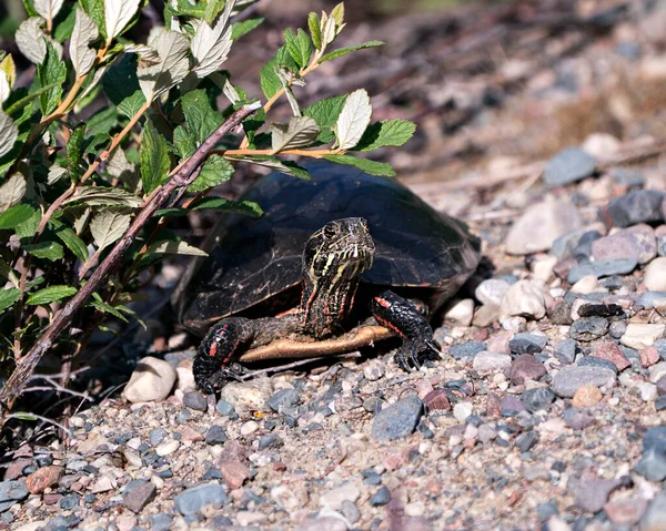 Painted turtle close-up profile view on gravel, displaying turtle shell, legs, head in its habitat and environment.