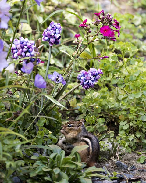 Streifenhörnchen Nahaufnahme Profil Seitenansicht Mit Braunem Fell Körper Seiner Umgebung — Stockfoto