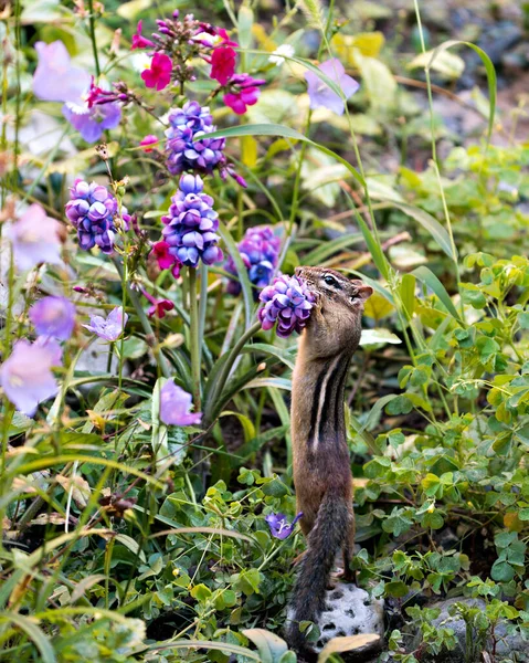 チプムンククローズアッププロフィール岩の上に立って 野生の花や葉の背景や前景とその環境や生息地での野生の花の香り 茶色の毛皮の体 足を表示します — ストック写真