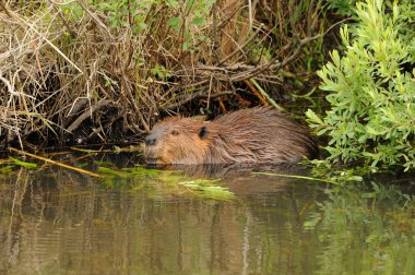 Beaver eating in the water displaying brown fur coat, body, head, eye, ears, nose, paws, claws with a green foliage background and in its habitat and environment. clipart