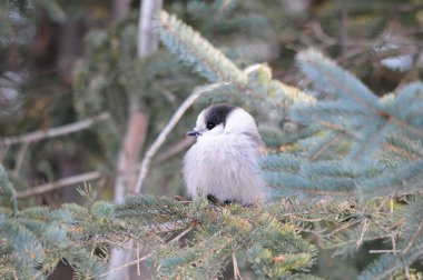 Gri Jay, arka planı bulanık ve doğal ortamında ladin iğnesi olan bir ağaca tünedi..